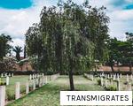 TRANSMIGRATES anagram