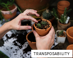 TRANSPOSABILITY anagram