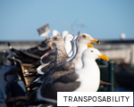 TRANSPOSABILITY anagram