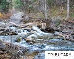 TRIBUTARY anagram