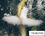 TRIBUTES anagram