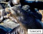 TUNICATE anagram