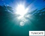 TUNICATE anagram