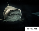 TUNICATE anagram