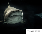 TUNICATES anagram
