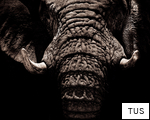 TUS anagram