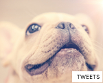 TWEETS anagram
