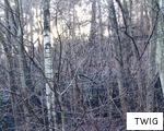TWIG anagram