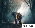 VERITABLE anagram