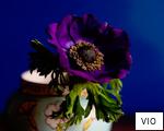 VIO anagram