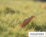 VIOLATORS anagram