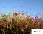 VIOLET anagram