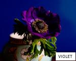 VIOLET anagram