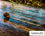 WAGGLED anagram