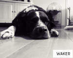 WAKER anagram