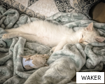 WAKER anagram