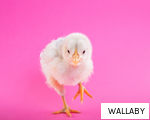 WALLABY anagram