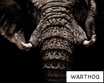 WARTHOG anagram