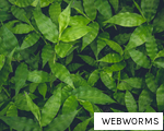 WEBWORMS anagram