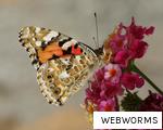 WEBWORMS anagram