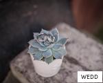 WEDD anagram