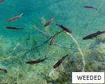 WEEDED anagram