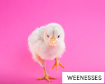 WEENESSES anagram