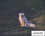 WHELPS anagram