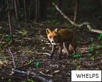 WHELPS anagram