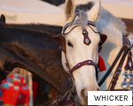 WHICKER anagram