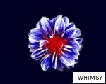 WHIMSY anagram