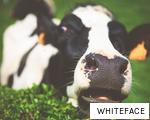 WHITEFACE anagram