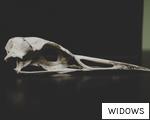 WIDOWS anagram