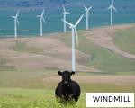 WINDMILL anagram