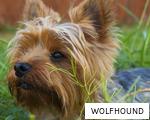 WOLFHOUND anagram