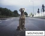 WOLFHOUND anagram