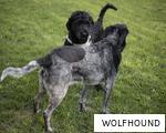 WOLFHOUND anagram