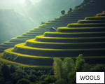 WOOLS anagram
