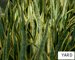 YARD anagram