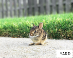 YARD anagram