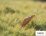 YARD anagram