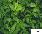 ZONAL anagram
